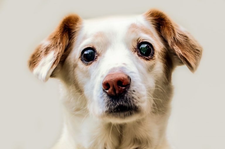 8 races de chien qui ne dépassent pas les limites