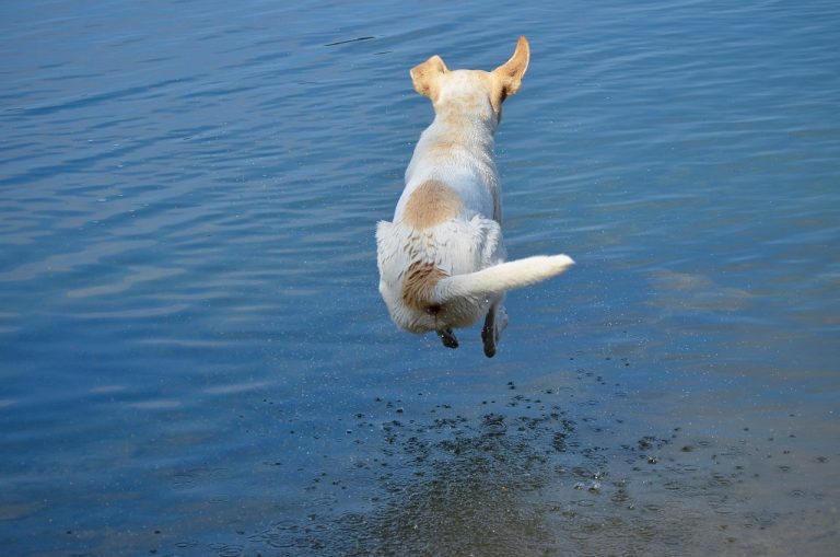 Un chien saute de plus de 10 mètres lors d’une compétition de plongeon à San Diego