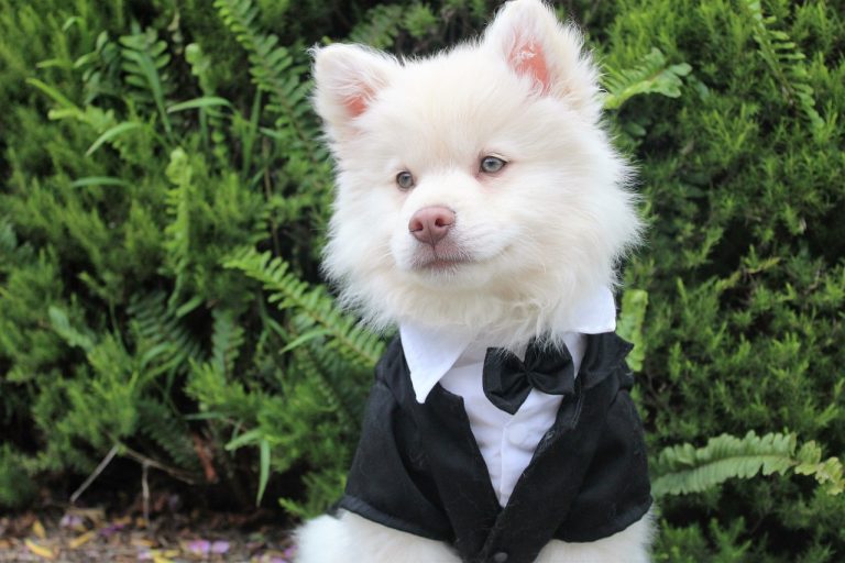 Comment inclure votre chien dans votre mariage