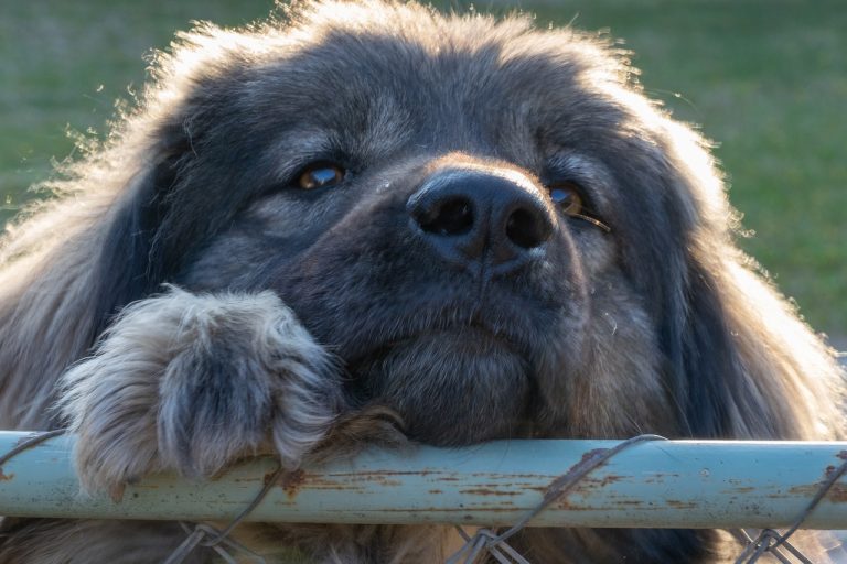 Les races de chien qui sont les plus amènes