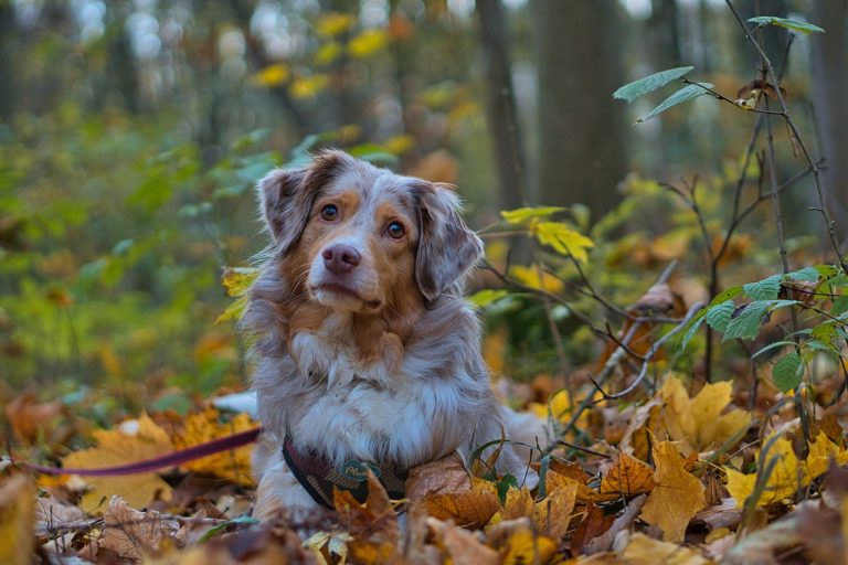 Voici les 8 races de chien qui ne raffolent pas de leur maître