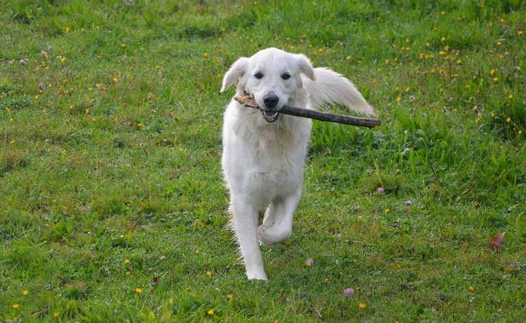 8 races de chien qui sont les plus banales