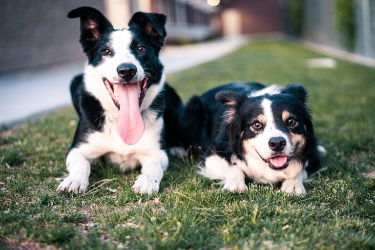8 races de chien qui ne sont pas farouches