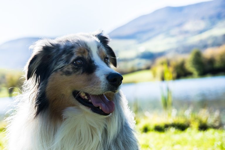 Ces races de chien n’ont pas vraiment besoin d’être choyées