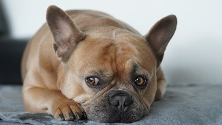 Les chiens ressentent-ils de la culpabilité ou de la honte ?