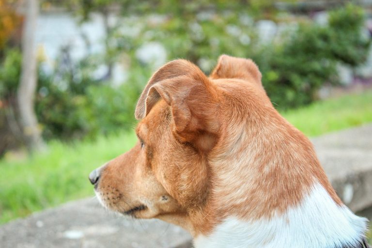 Quelles sont les races de chien qui sont les moins amènes ?