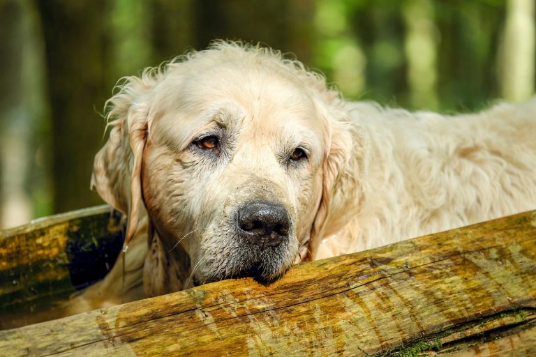L’euthanasie à domicile convient-elle à votre chien ?