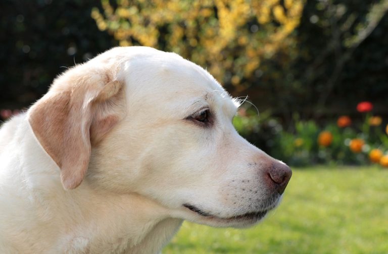 8 races de chien qui n’aiment pas être contrariées