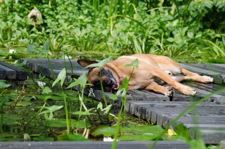 Voici les 8 races de chien qui sont les plus décontractées