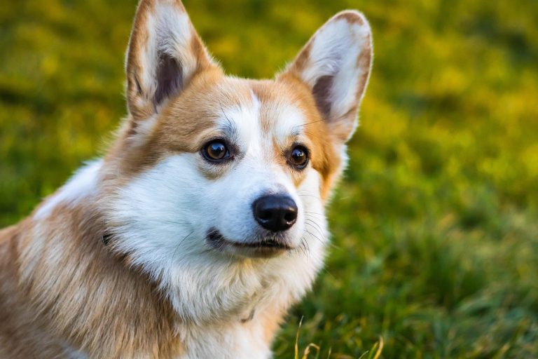 Noms de chiens inspirés des Beatles