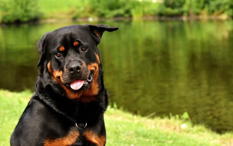 Un chien de thérapie reçoit le « Dogtorate » pour son service