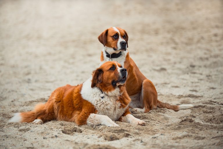 Les 8 races de chien qui vont fraterniser avec leurs congénères