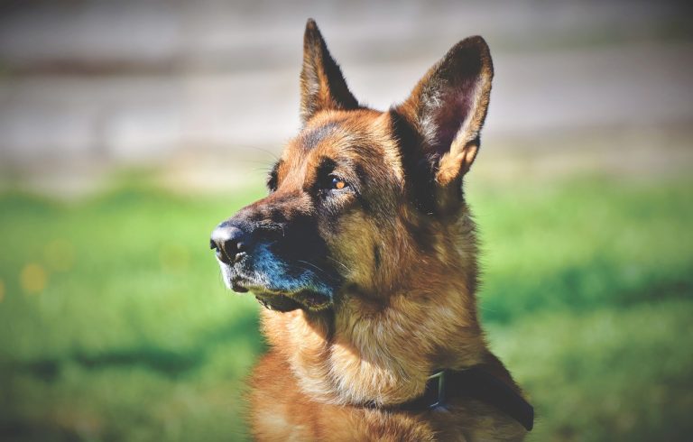 Un chien secouru par les garde-côtes après une chute d’une falaise