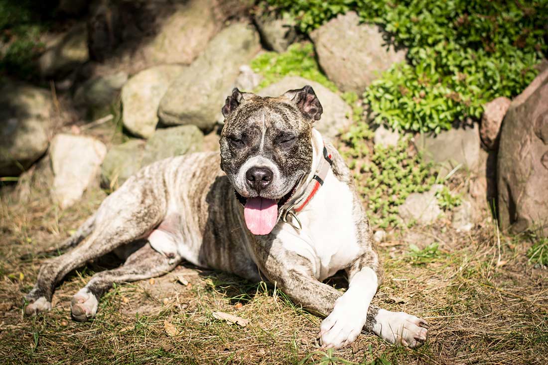 Boerboel