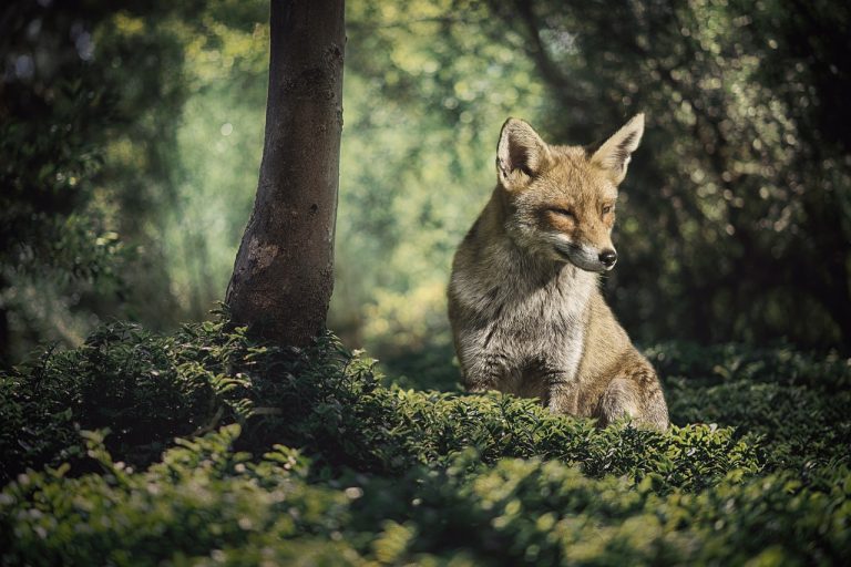 animaux trouver dans la foret