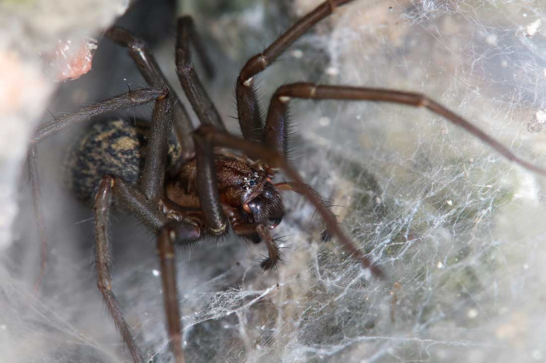 araignée des caves (Tegenaria domestica)
