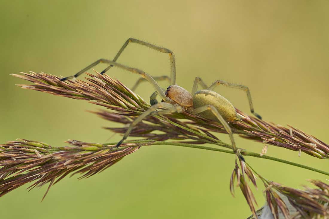 L'araignée des pailleux (Cheiracanthium punctorium)
