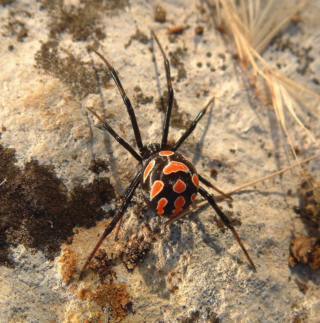 La veuve noire (Latrodectus tredecimguttatus)