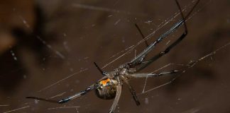 araignées dangereuses en France