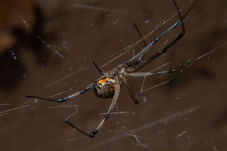 Quelles araignées sont dangereuses en France ? Photos et présentation