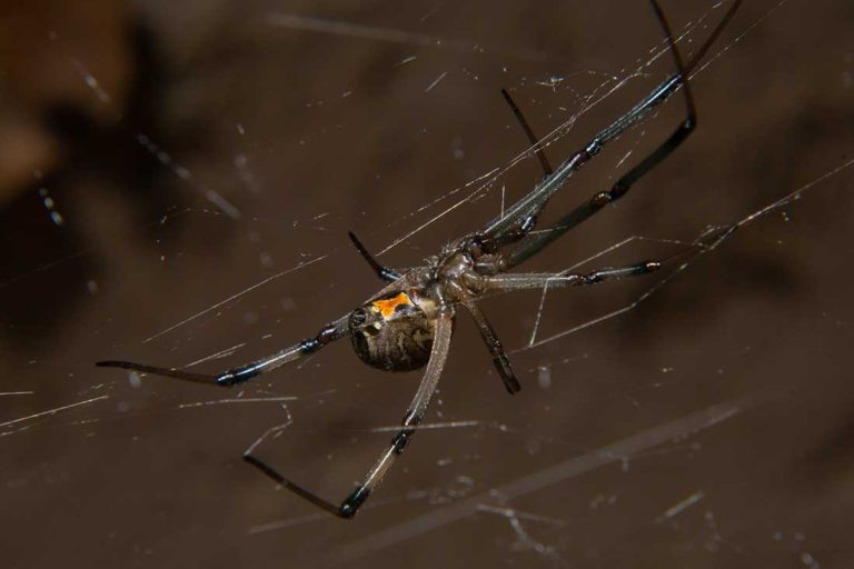 araignées dangereuses en France