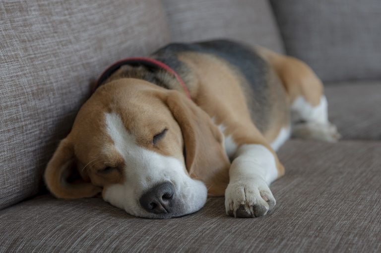 Chiots Beagle : Photos mignonnes et faits