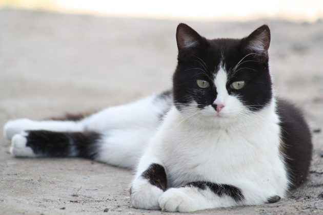 Chat noir et blanc : 12 races de chat avec photo