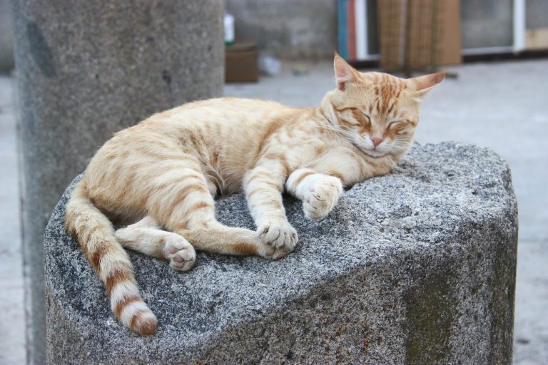 Pourquoi les chats dorment-ils beaucoup ?