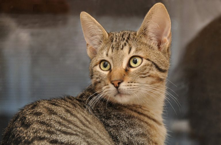 Est-ce que les chats voient en couleurs ?