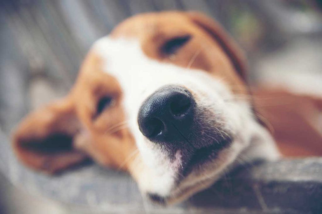 Pourquoi mon chien dort les yeux ouverts ? - Animal.ch