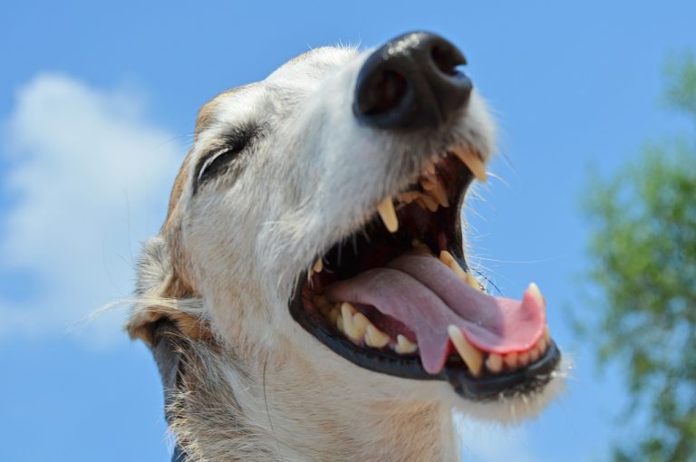 Combien de dents à un chien ?