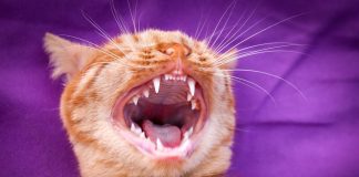 Combien de dents a un chat
