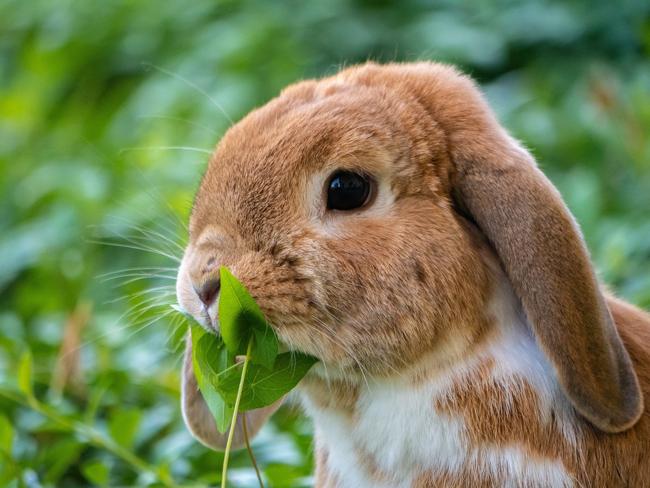 combien dents lapin