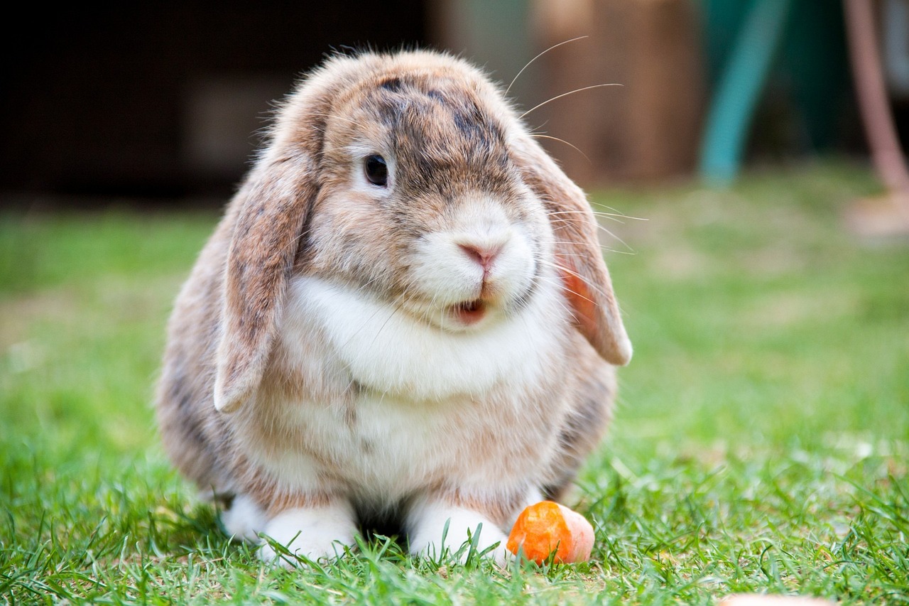 combien de temps vit un lapin