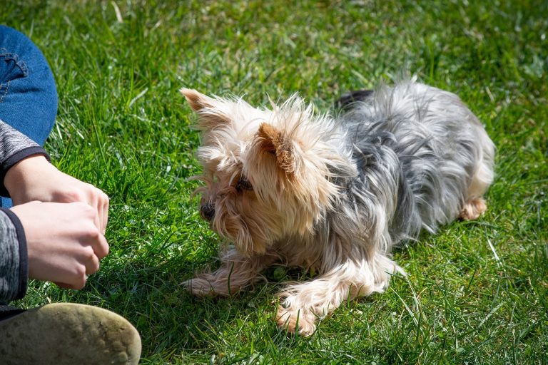 Les cours de dressage de chiens