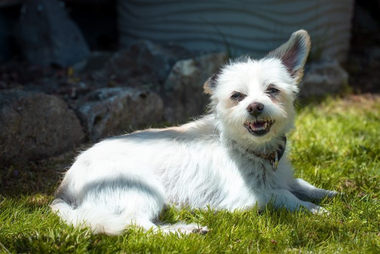 Découvrez les races de chien qui sont les plus inaccessibles