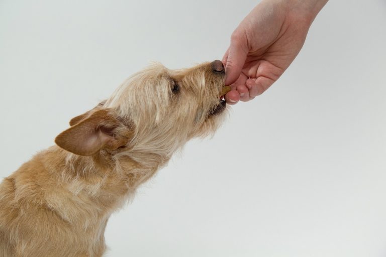 10 aliments mauvais pour les chiens