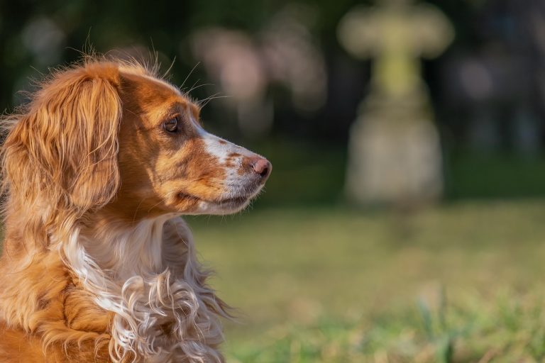 L’adoption d’un chien peut-elle m’aider à faire mon deuil ?