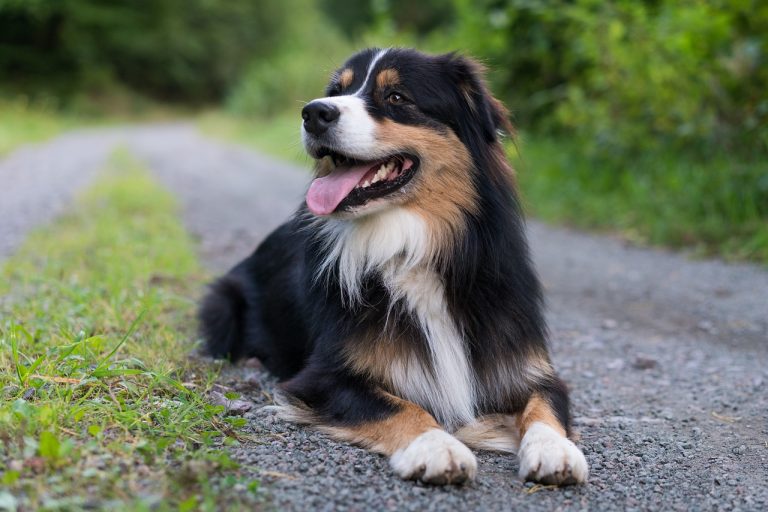 Voici les 8 races de chien qui vont vous combler de joie