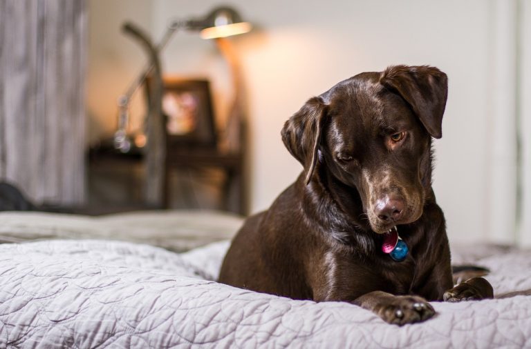 Puis-je laisser mon chien dormir avec moi dans le lit ?