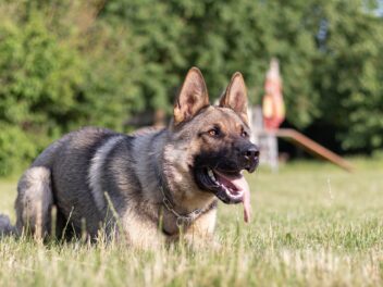 Comment choisir le meilleur dresseur de chiens