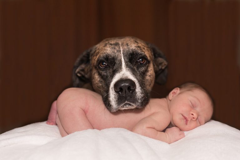 Comment présenter votre chien à un nouveau bébé ?