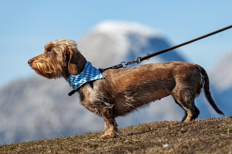 Dressage des chiens : La marche en laisse