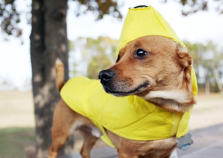 Les chiens peuvent-ils manger des bananes ?