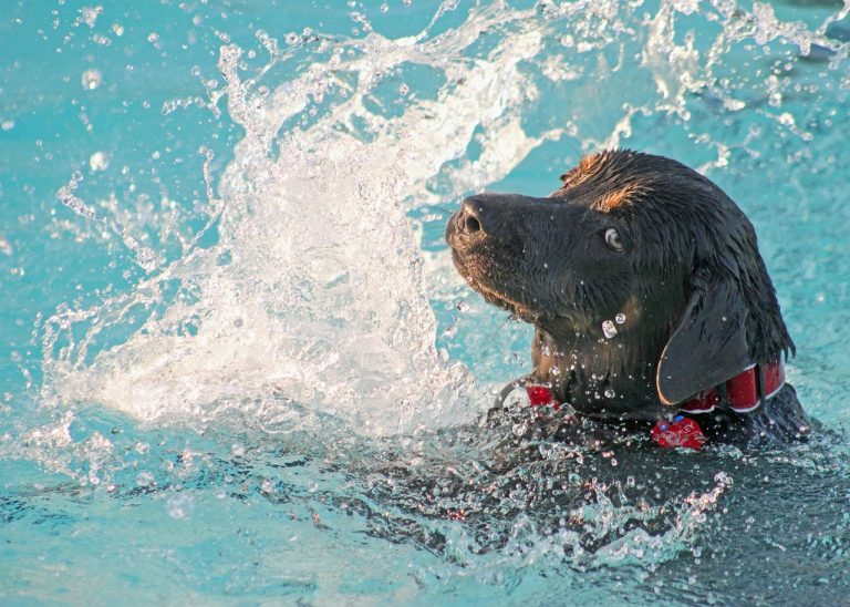 Quelles sont les races de chien qui ne sont pas du tout à l’aise dans l’eau ?