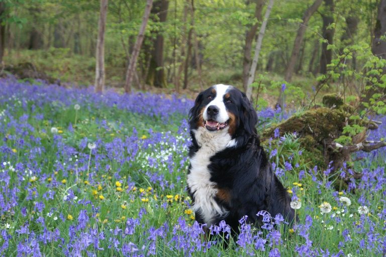 Ces races de chien sont plus heureuses en pleine nature