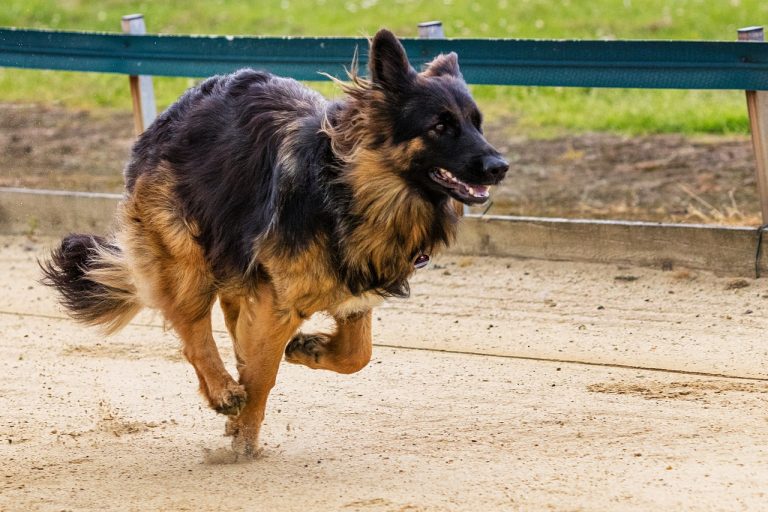 Les races de chiens dans John Wick