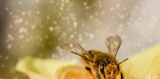durée de vie d'une abeille