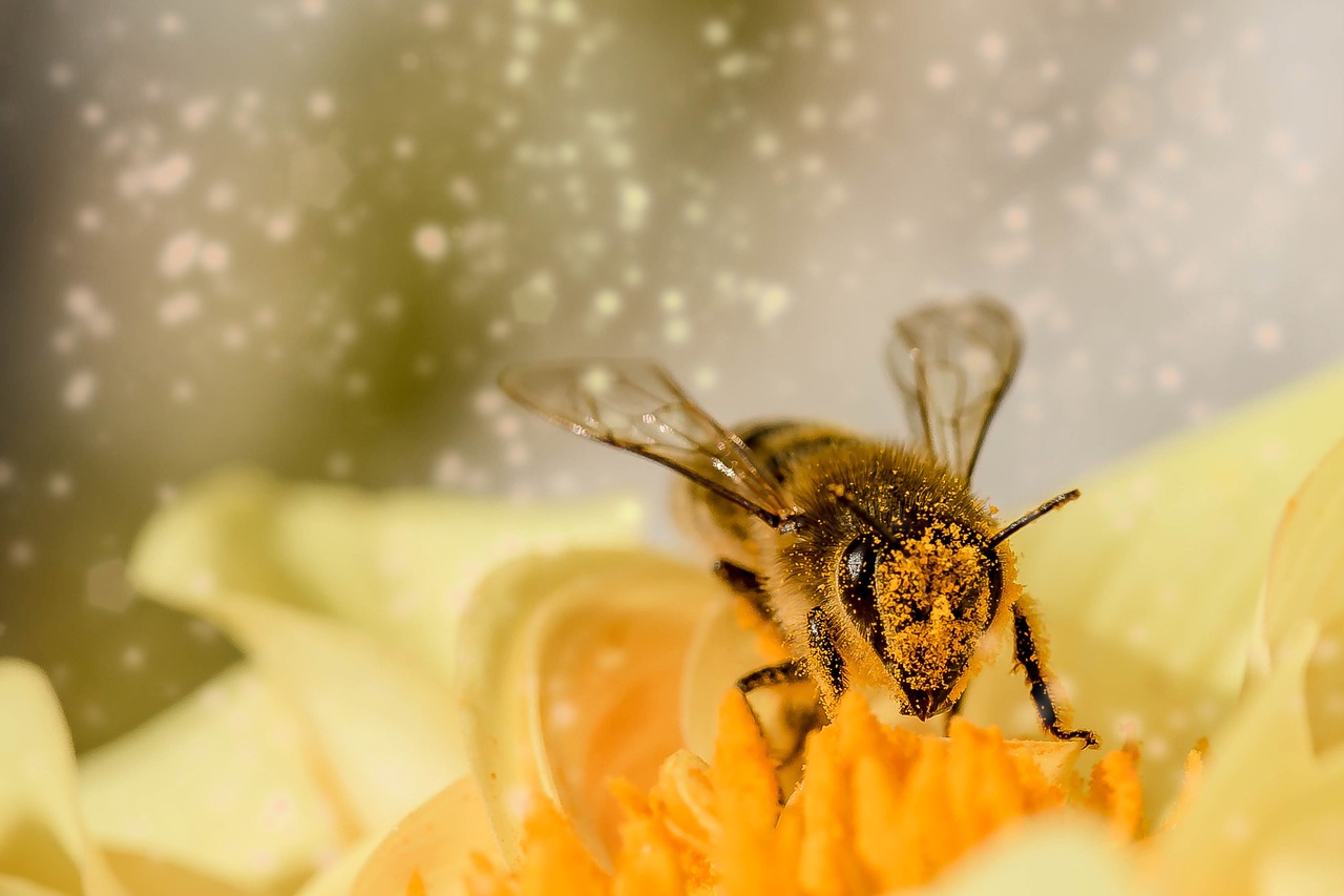 durée de vie d'une abeille
