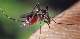 durée de vie d'un moustique